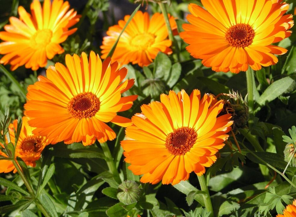 Calendula ist ein beliebtes Mittel, um Pilze an den Beinen loszuwerden